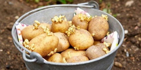 Kako klijati krompir prije sadnje